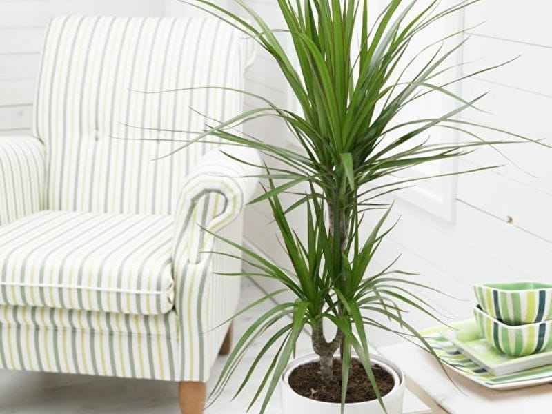 Buy dragon tree Dracaena marginata Sunray (PBR): £30.39 Delivery by Crocus