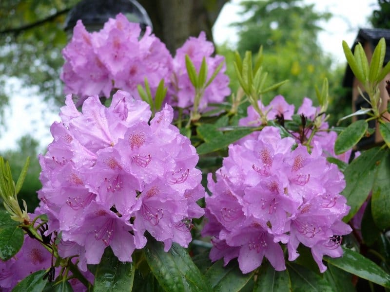 Buy hybrid rhododendron Rhododendron Cosmopolitan: £24.99 Delivery by Crocus