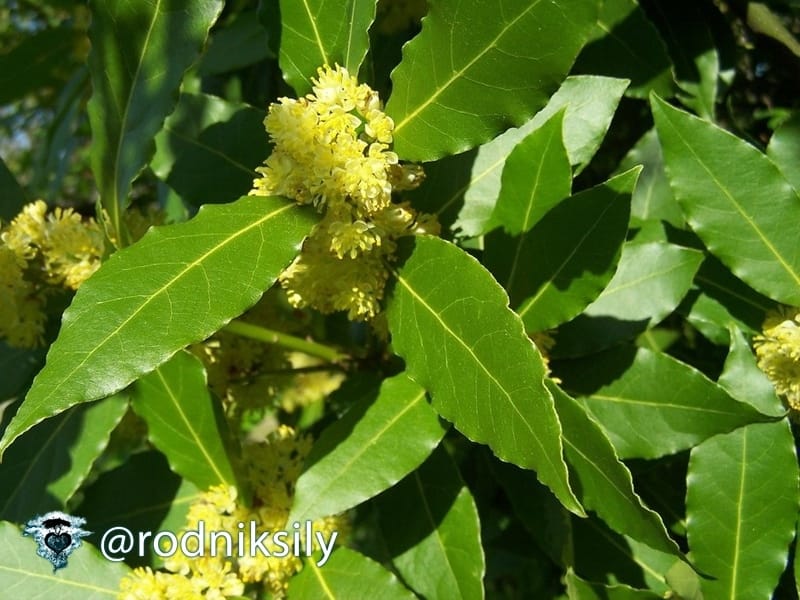 Buy kitchen bay laurel or Laurus nobilis Laurus nobilis: £9.99 Delivery by  Crocus