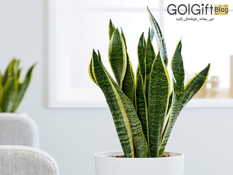 Buy mother-in-law's tongue or snake plant Sansevieria zeylanica
