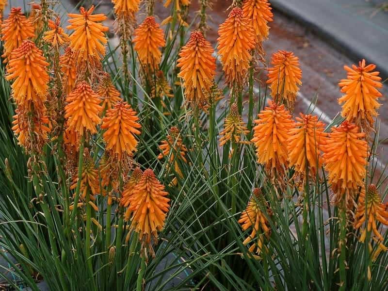 Buy red hot poker Kniphofia Tawny King: £10.99 Delivery by Crocus