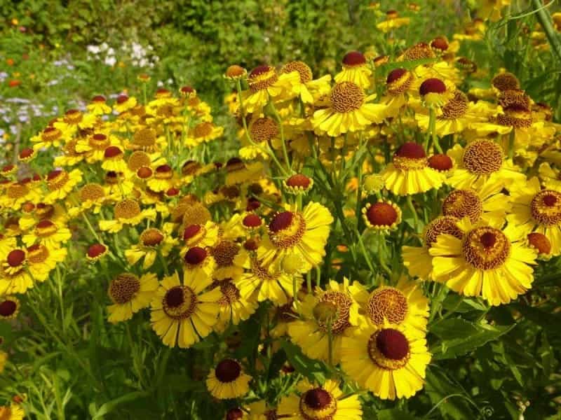 Buy sneezeweed ( syn. Helenium Waldtraut ) Helenium Waltraut: £17.99  Delivery by Crocus