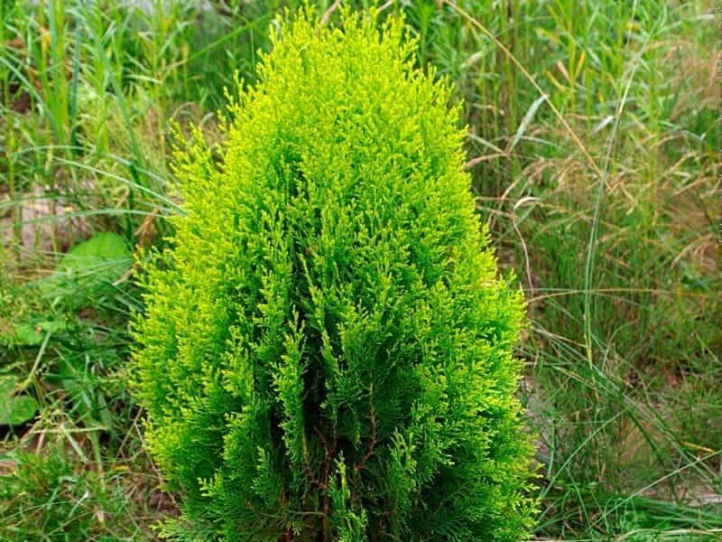 CHEER DROPS™ Arborvitae - Thuja - Proven Winners - 4\