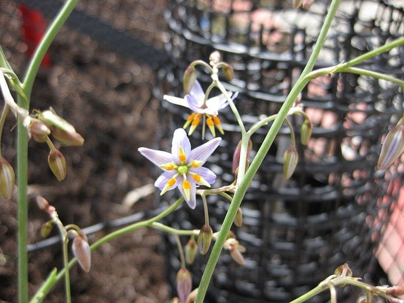 CLARITY BLUE™ Dianella is a tough clumping plant with clean blue foliage -  Emporium Range of Plants - YouTube