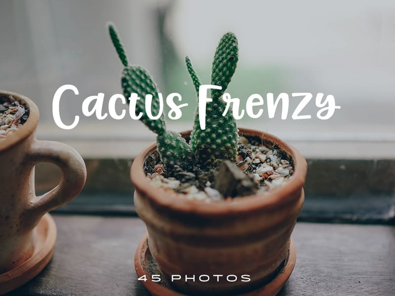 Cactus Plants Assorted 2\