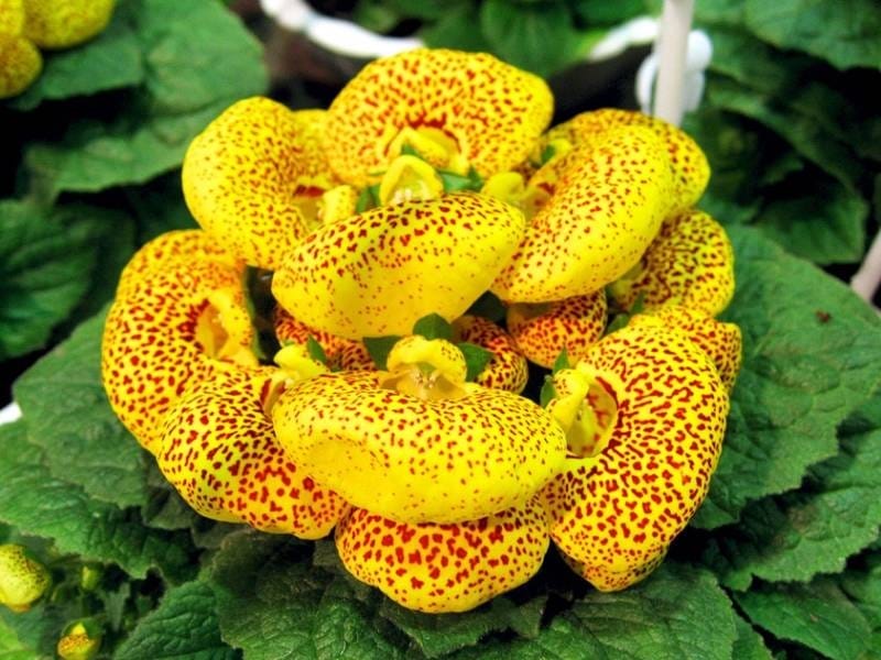 Calceolaria (Calceolaria). Buy in Kiev. Delivery across Ukraine. Flora  Life, online plant store