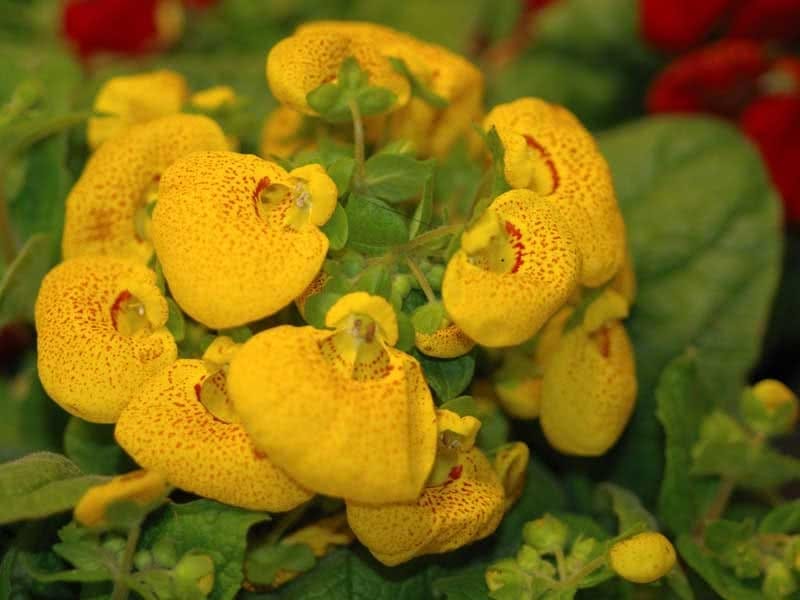 Calceolaria (Lady's purse) flower - Calceolariaceae family on wo Stock  Photo by ©gavran333 147325983