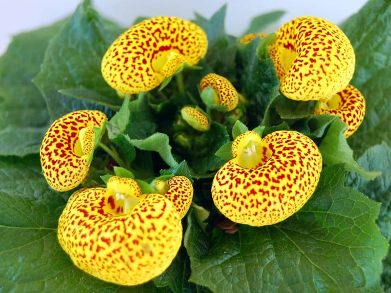 Calceolaria - Wikispecies