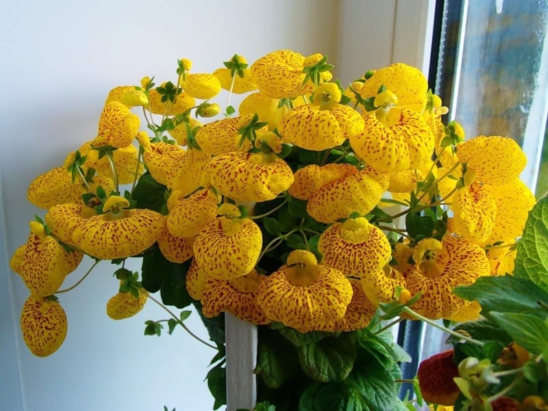 Calceolaria × herbeohybrida