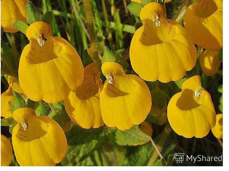 Calceolaria Flower Isolated on Black Stock Image - Image of flowers,  gardening: 215597325