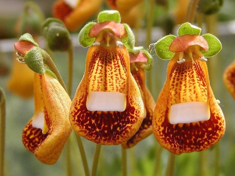 Calceolaria Herbeohybrida Group - Wikipedia