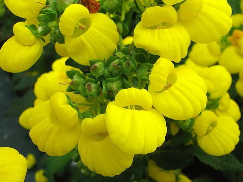 Calceolaria biflora - D'arcy and Everest