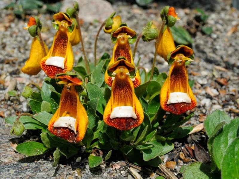 Calceolaria corymbosa - Unusual flowers, Planting flowers, Herbaceous  perennials