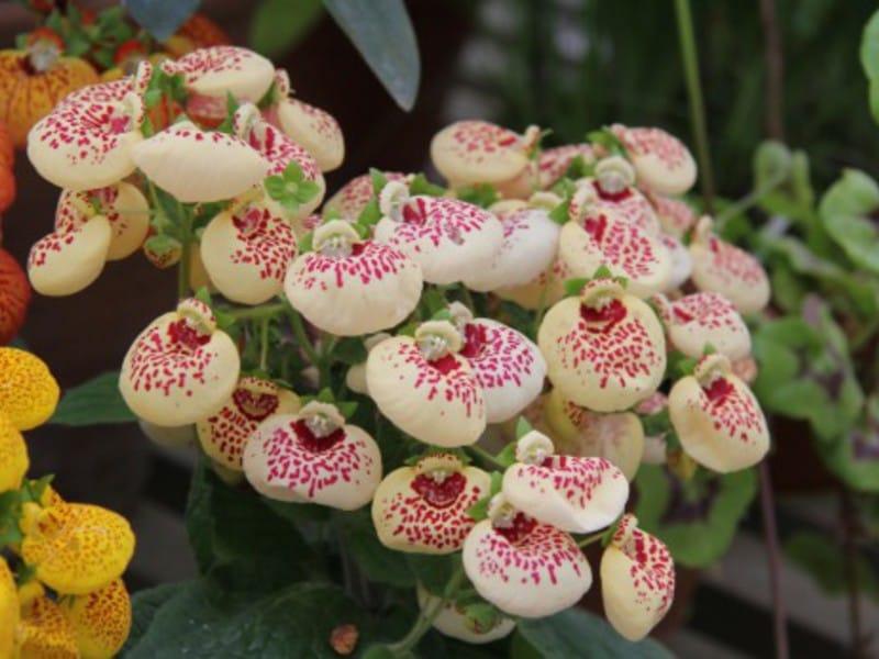 Calceolaria corymbosa - World of Flowering Plants