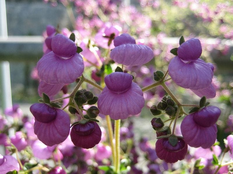 Calceolaria crenatiflora (Pocket Book Flower) - World of Flowering Plants