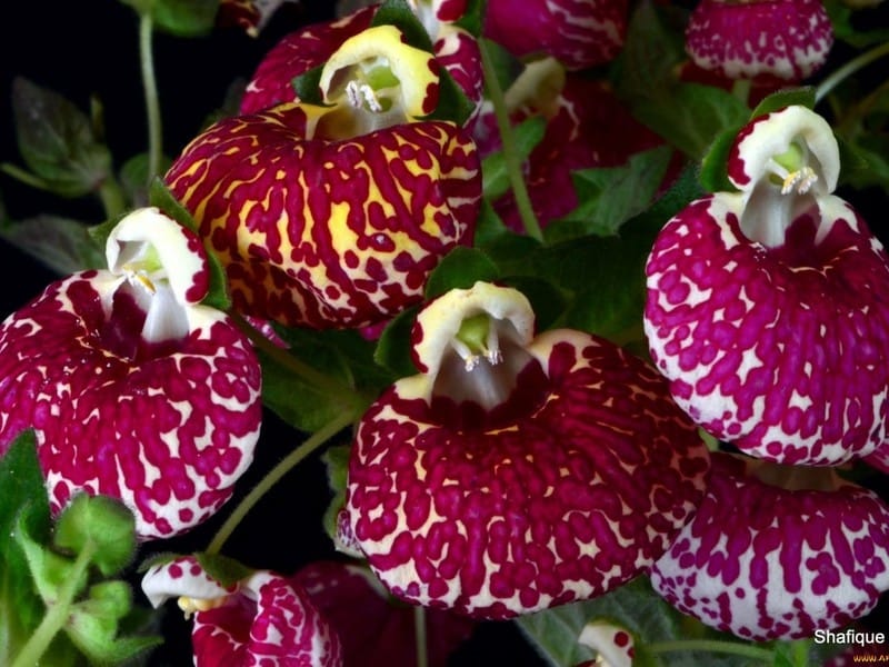 Calceolaria flower stock photo. Image of slipper, plant - 29357628