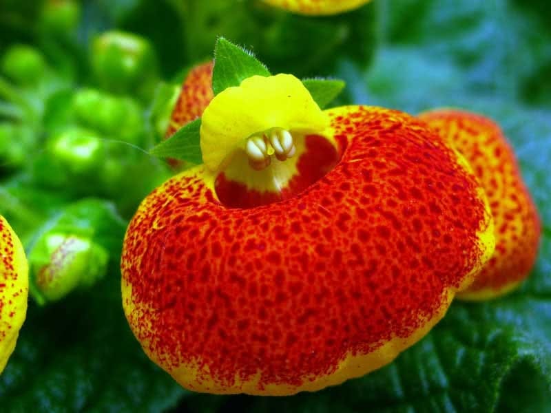 Calceolaria fothergillii - D'arcy and Everest