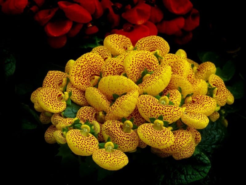 Calceolaria integrifolia (Lady's Slipper) - World of Flowering Plants