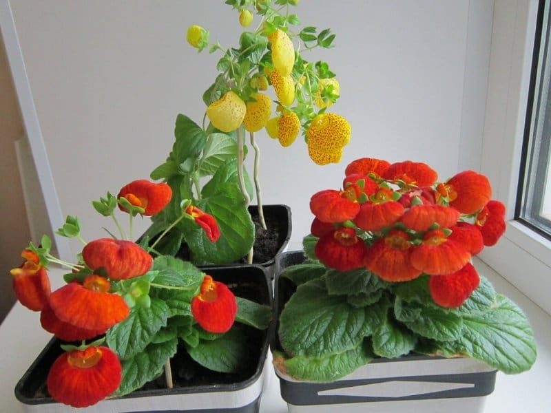 Calceolaria integrifolia Kentish Hero - D'arcy and Everest