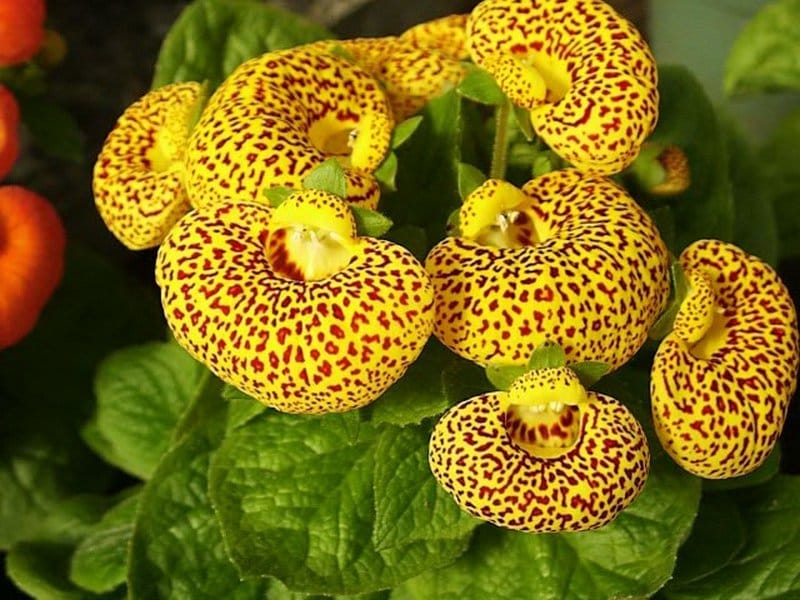 Calceolaria mexicana Benth. - Plants of the World Online - Kew Science