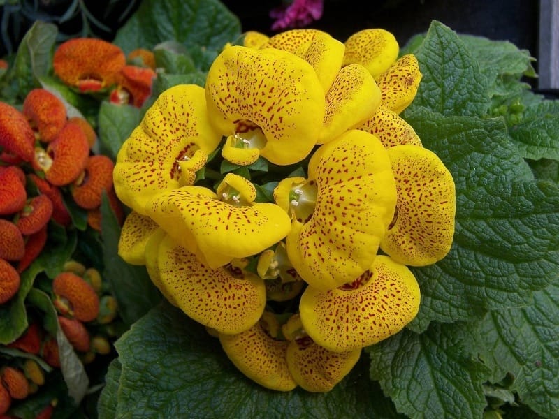 Calceolaria tomentosa - Wikipedia