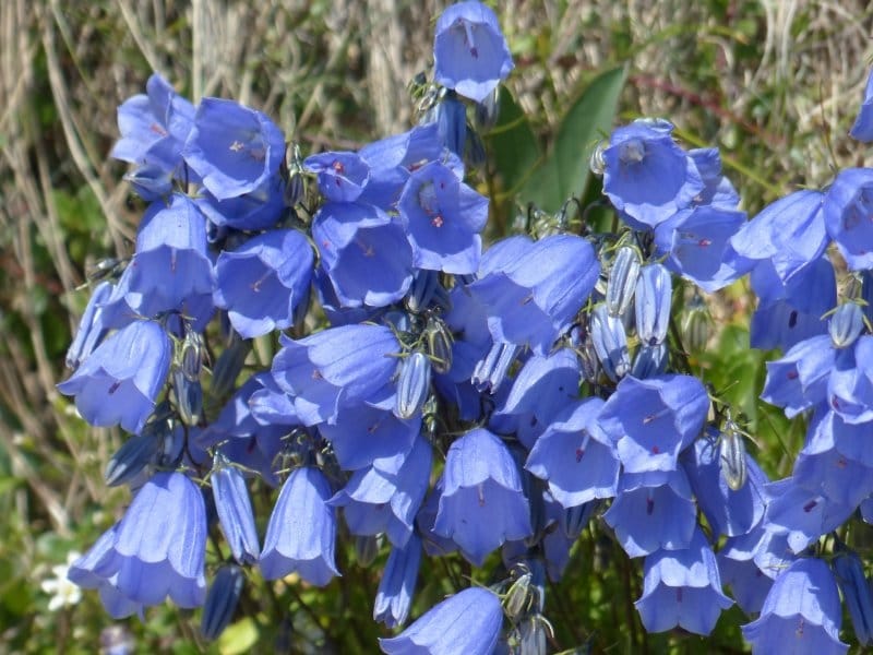 Campanula: Beautiful Bellflowers For An Elegant Perennial Garden – Home For  The Harvest