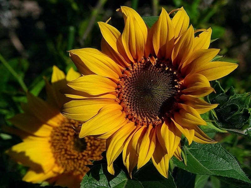 Can You Grow Sunflowers In Containers – Tips For Planting Sunflowers In A  Pot
