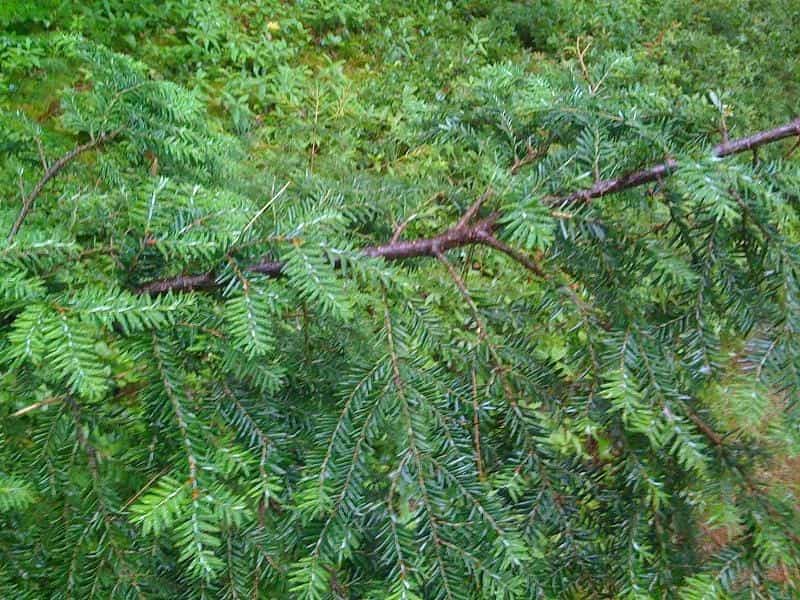 Canadian Hemlock Branches and Leaves in a Closeup. Eastern Hemlock Also  Known As Eastern Hemlock-spruce, Tsuga Canadensis, Showing Stock Photo -  Image of close, green: 233336300