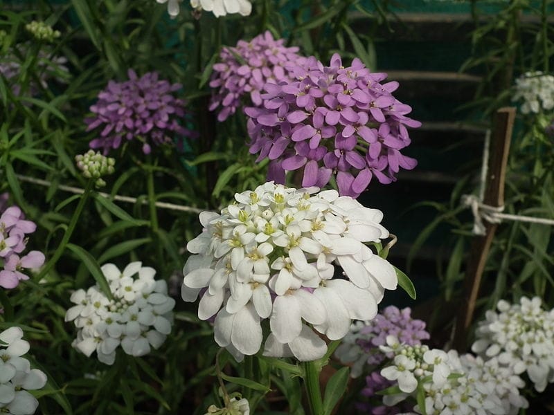 Candytuft- Empress White seeds - The Seed Collection