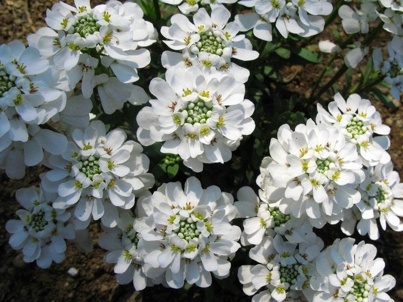 Candytuft Plant: How To Grow Candytuft