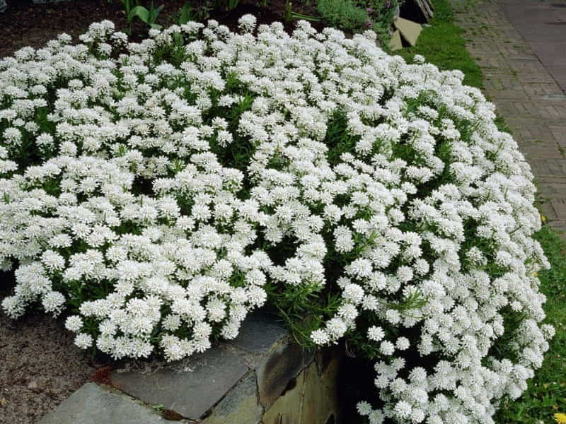 Candytuft Seeds - Iberis Sempervirens Ground Cover Seed