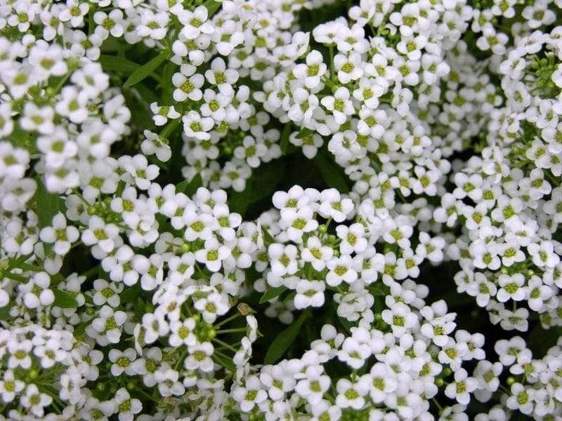 Candytuft Seeds - Mixed Colors - Flower Seeds in Packets  Bulk - Eden  Brothers