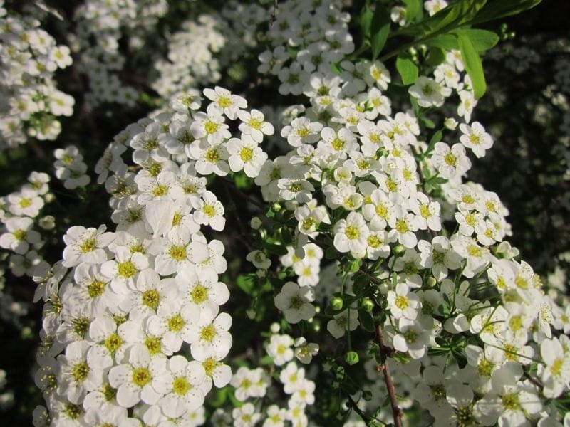 Candytuft, Iberis Sempervirens. Beautiful White Perennial Flowers Close-up.  Background Photo. Stock Photo - Image of meadow, gardening: 222467172