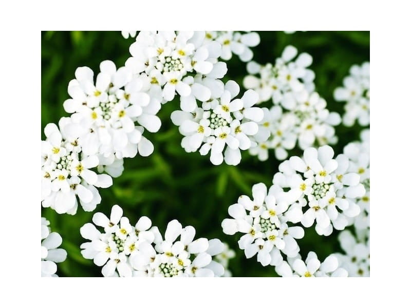 Candytuft, iberis - planting and care