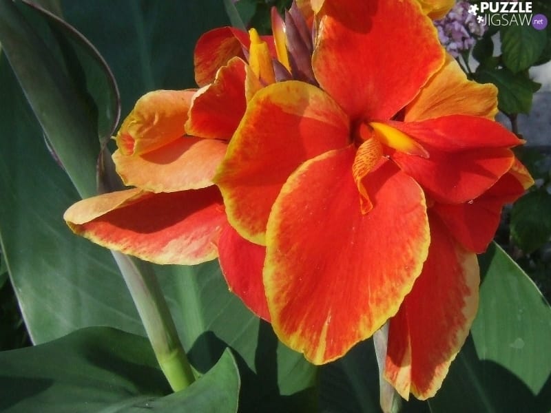 Canna (plant) - Wikipedia