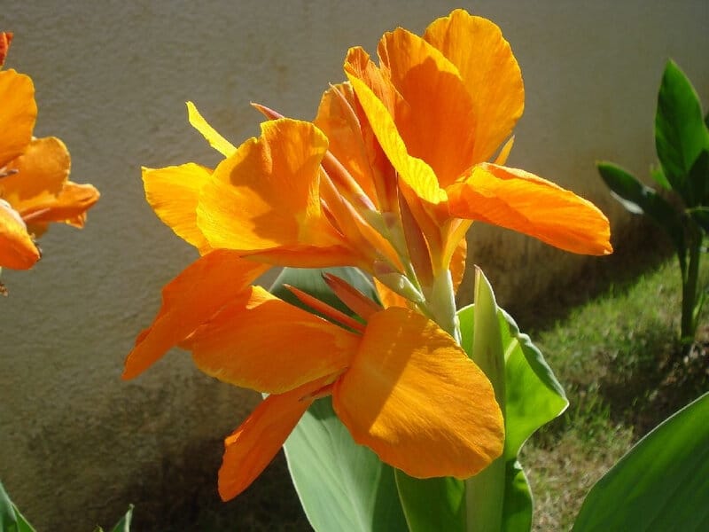 Canna Flower or Canna Lily is the only Genus of Flowering Plants Stock  Photo - Image of canna, genus: 225273142