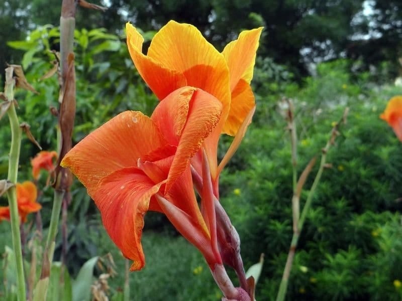 Canna Lilies: Tips For Planting And Growing Cannas