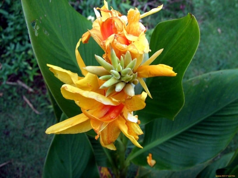 Canna Lily - Desert Horizon Nursery