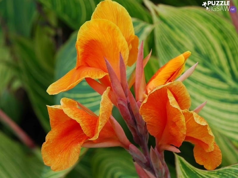 Canna Lily Bulbs - Australia - Spring Flower Bulbs - Eden Brothers