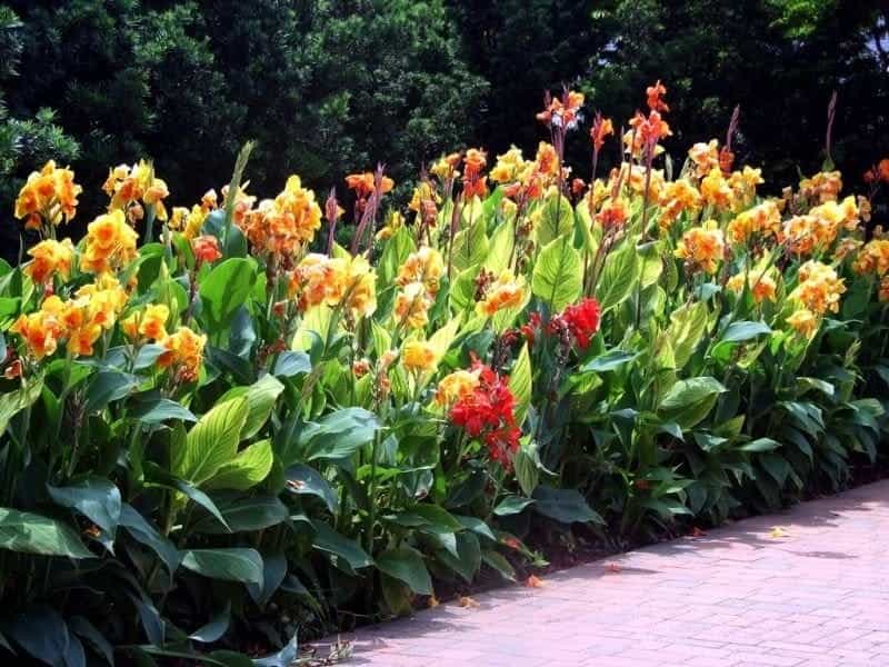 Canna Lily Bulbs - Cleopatra - Spring Flower Bulbs - Eden Brothers