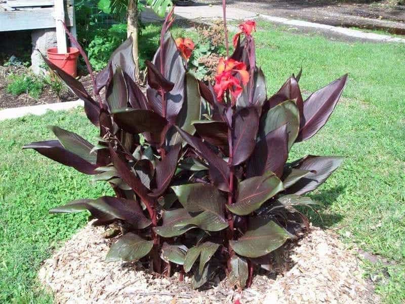 Canna Lily Bulbs - Dwarf Mix - Spring Flower Bulbs - Eden Brothers