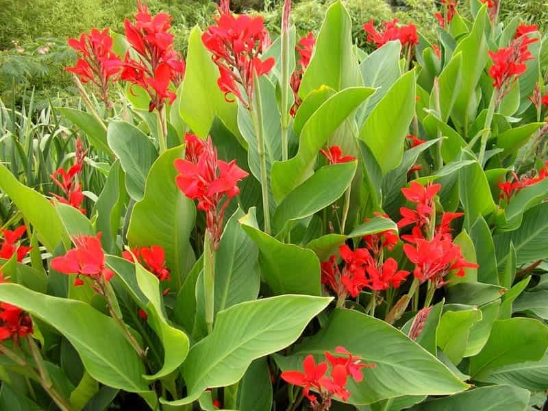 Canna Lily Bulbs - Pretoria - Spring Flower Bulbs - Eden Brothers