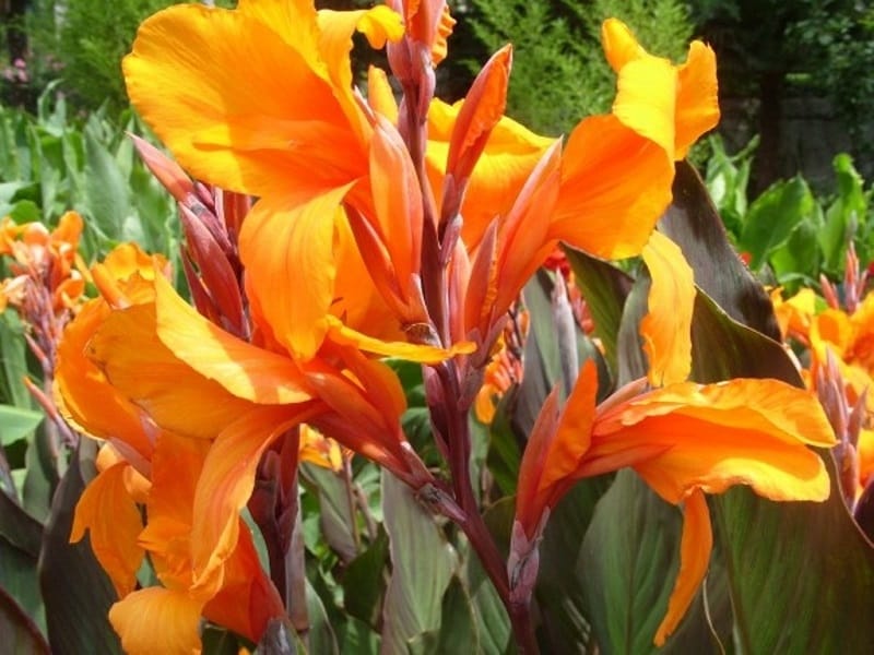 Canna Lily Care! - YouTube