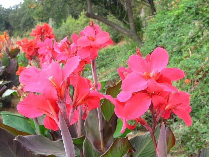 Canna Lily Painting by Julie Martin - Saatchi Art