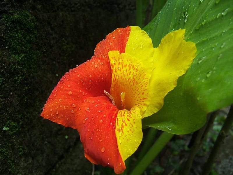 Canna Tropicanna Black - Longfield Gardens