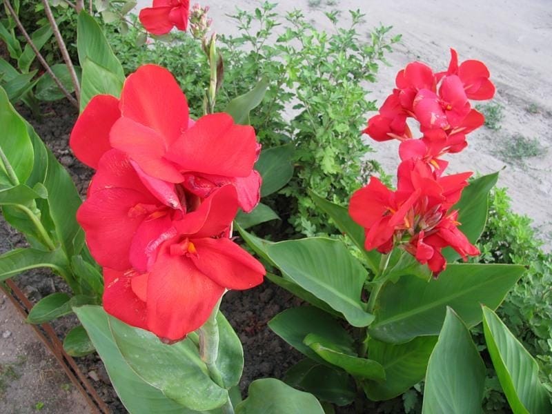 Canna Tropicanna, Canna Lily Plant in 9 cm Pot- Buy Online in Moldova at  Desertcart - 144104761.
