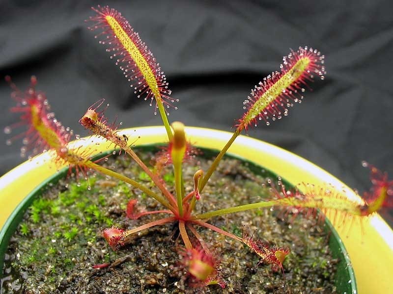 Cape Sundew (Drosera capensis) - Reptile Centre