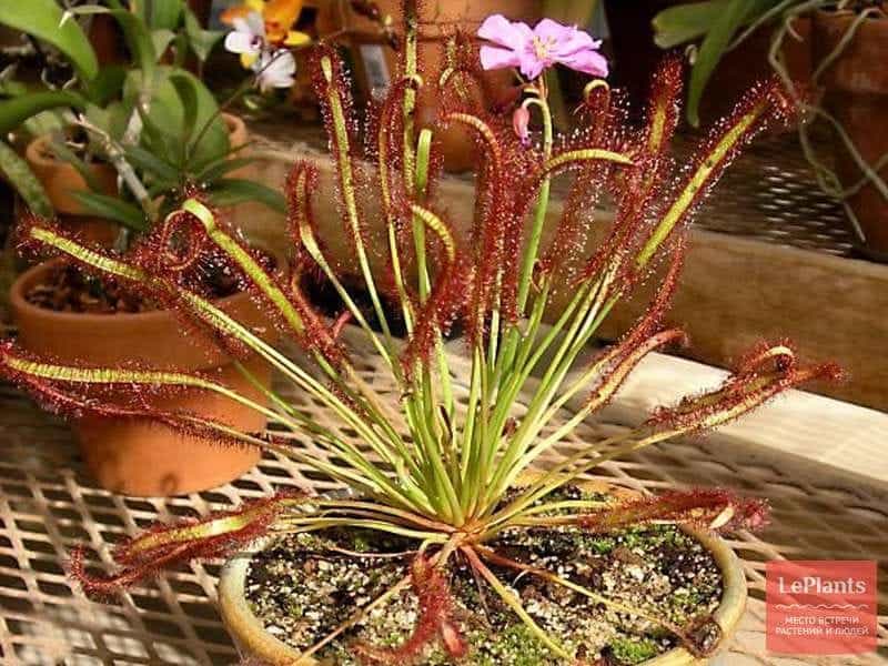 Cape Sundew - Drosera capensis Carnivorous plant from The Cape in South  Africa Stock Photo - Alamy