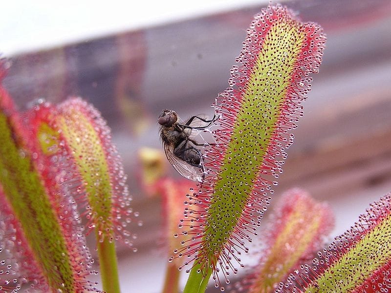Cape sundews move, react and attack in a way that seems more animal than  plant - Aeon Videos
