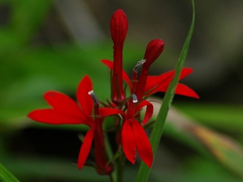 Cardinal flower (Lobelia cardinalis) Seeds – Wild Seed Project
